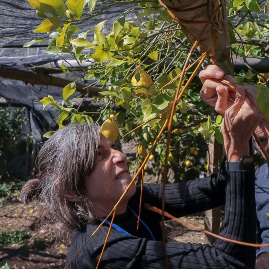 12SOPRA IL LIMONETO (156)_